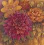 Autumn Dahlias I by Vera Hills Limited Edition Pricing Art Print