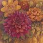 Autumn Dahlias I by Vera Hills Limited Edition Print