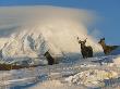 A Group Of Sika Deer, Cervus Nippon, Stand In A Snowy Landscape by Tim Laman Limited Edition Print