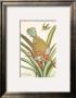Pineapple With Hummingbird by Johann Christof Volckamer Limited Edition Print