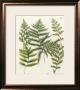 Fern Gathering Ii by W. Weinmann Limited Edition Pricing Art Print