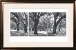 Oak Tree Study by Boyce Watt Limited Edition Pricing Art Print