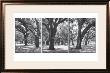 Oak Tree Study by Boyce Watt Limited Edition Print