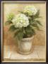 Pot Of White Hydrangea by Danhui Nai Limited Edition Print