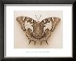 Polyura Pyrrhus, Dorsal View by Raquel Edwards Limited Edition Print