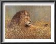 Majestic Beauty by Ruane Manning Limited Edition Print