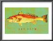 Red Drum by John Golden Limited Edition Print
