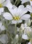 Cerastium Tomentosum, The Dusty Miller, Snow-In-Summer, Or C?Â©Raiste by Stephen Sharnoff Limited Edition Print