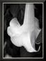 Trumpet Flower Ii by Nicole Katano Limited Edition Print