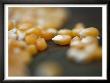 Kernels Close Up Ii by Nicole Katano Limited Edition Print