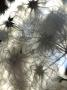 Close-Up Of Clematis Seedheads In Winter, Backlit By Sun And Sky by Stephen Sharnoff Limited Edition Print