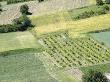 Looking Down On Green And Golden Farm Fields In Summer In Provence by Stephen Sharnoff Limited Edition Pricing Art Print