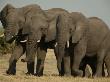 African Elephants (Loxodonta Africana) by Beverly Joubert Limited Edition Print