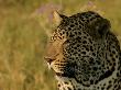Leopard by Beverly Joubert Limited Edition Print