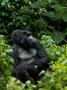 Mountain Gorilla Seated In Lush Foliage by Beverly Joubert Limited Edition Print