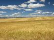 Wheatfield Extends To The Horizon On The Valensole Plateau, France by Stephen Sharnoff Limited Edition Print