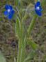 Species Of Anchusa, Or Bugloss by Stephen Sharnoff Limited Edition Print