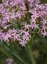 Centranthus Angustifolius, Le Centranthe Rouge, Or Red Valerian by Stephen Sharnoff Limited Edition Print