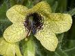 Flower Of Hyoscyamus Niger, A Kind Of Jusquiame, Or Henbane by Stephen Sharnoff Limited Edition Print