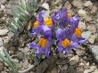 Small Flowers Of Linaria Alpina, Or Alpine Toadflax by Stephen Sharnoff Limited Edition Pricing Art Print