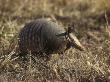 Armadillo, Sitting In Brown Grass by Stephen Sharnoff Limited Edition Print