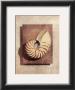 Seashell Study Ii by Julie Nightingale Limited Edition Pricing Art Print