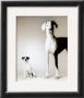 Domino And Daisy by Amanda Jones Limited Edition Print