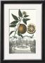 Aranzo Fior by Johann Christof Volckamer Limited Edition Print