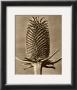 Sepia Botany Study Iii by Karl Blossfeldt Limited Edition Print