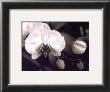 Orchid Simplicity by Mark Castiglia Limited Edition Pricing Art Print