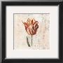 Tulipes I by Sylvie Langet Limited Edition Pricing Art Print