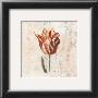 Tulipes I by Sylvie Langet Limited Edition Print
