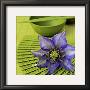 Clematile Et Eventail by Catherine Beyler Limited Edition Pricing Art Print