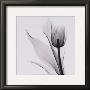 Tulip by Marianne Haas Limited Edition Print