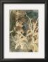 Bronze Botanical Ii by Maxwell Hutchinson Limited Edition Print