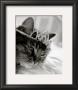 Cat's Queen by Stacey Green Limited Edition Pricing Art Print