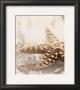 Seashore Starfish by Donna Geissler Limited Edition Print