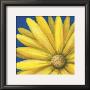 Yellow Daisy by Julio Sierra Limited Edition Print