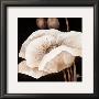 Amazing Poppies I by Jettie Roseboom Limited Edition Print