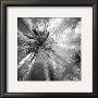 Palm Tree Iv by Jean-Francois Dupuis Limited Edition Pricing Art Print