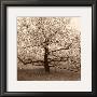 Apple Tree In Bloom by Christine Triebert Limited Edition Pricing Art Print
