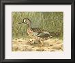 Blue-Wing Teal by Ridgway Limited Edition Print