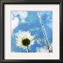 Daisies Iv by Ingrid Blixt Limited Edition Print