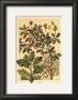 Oak Tree by M. P. Verneuil Limited Edition Print