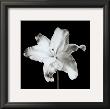 Lily by Michael Banks Limited Edition Pricing Art Print