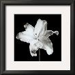 Lily by Michael Banks Limited Edition Print