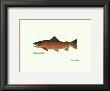 Rainbow Steelhead Male by Ron Pittard Limited Edition Pricing Art Print