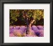 Provence by Bryan F. Peterson Limited Edition Pricing Art Print