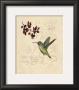 Filigree Hummingbird by Chad Barrett Limited Edition Pricing Art Print