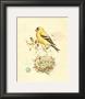 Gilded Songbird Ii by Chad Barrett Limited Edition Print